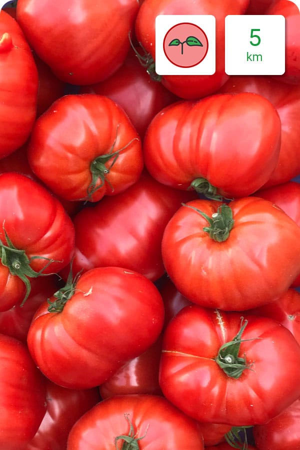 tomate-coeur-boeuf