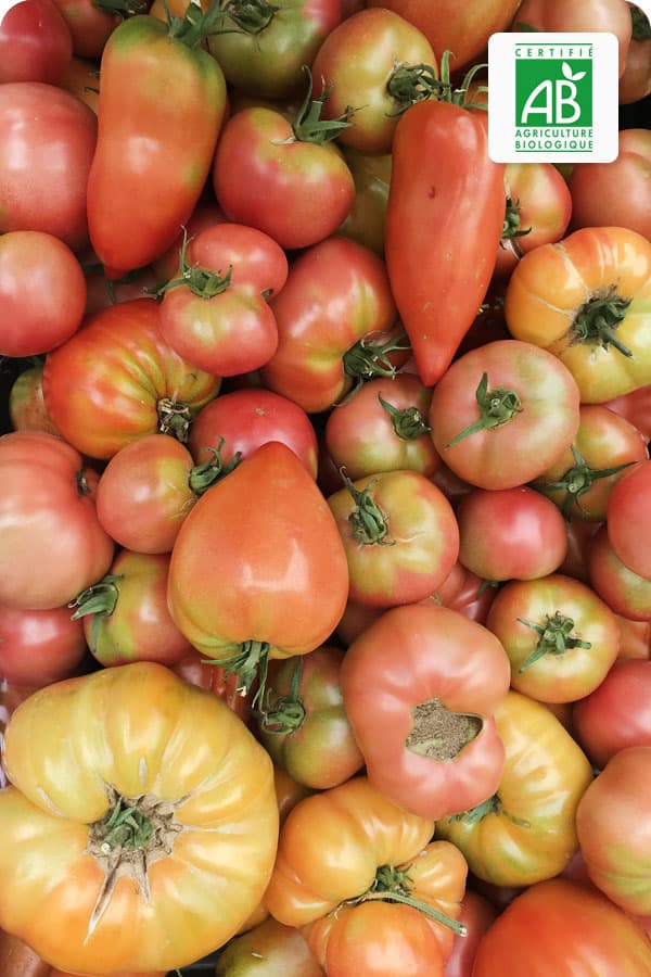 tomate-ancienne-bio