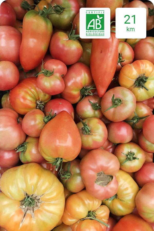 tomate-ancienne-bio