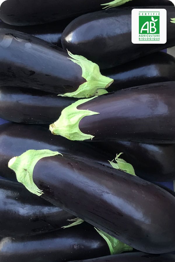 aubergine-bio