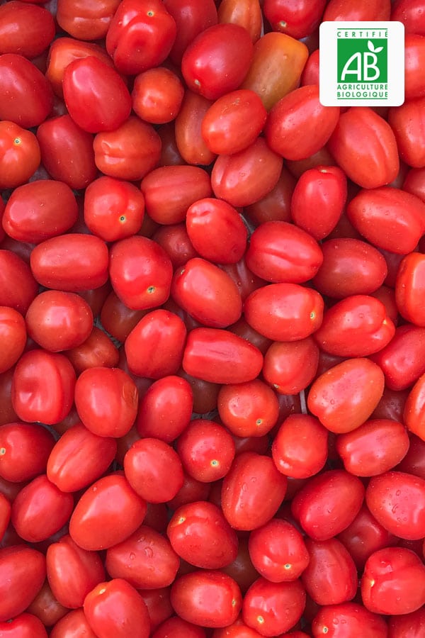 tomate-cerise-bio