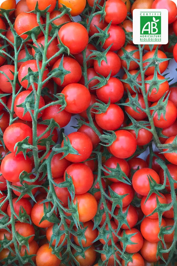 tomate-cerise-grappe-bio