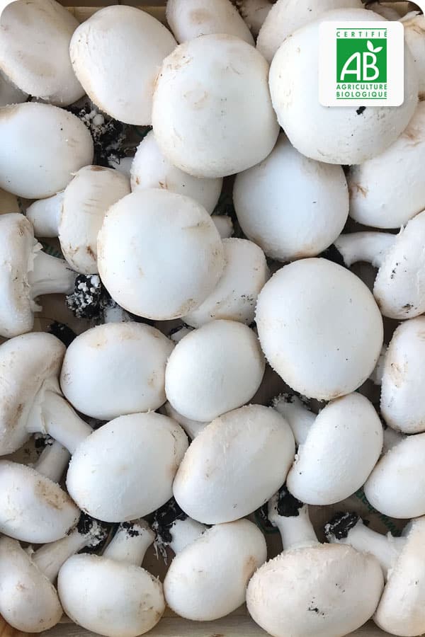 champignon-blanc-bio