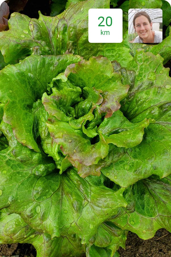 salade-bio-batavia-rouge