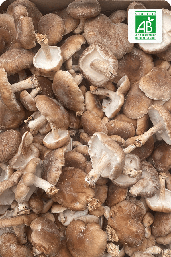 champignon-shiitake-bio
