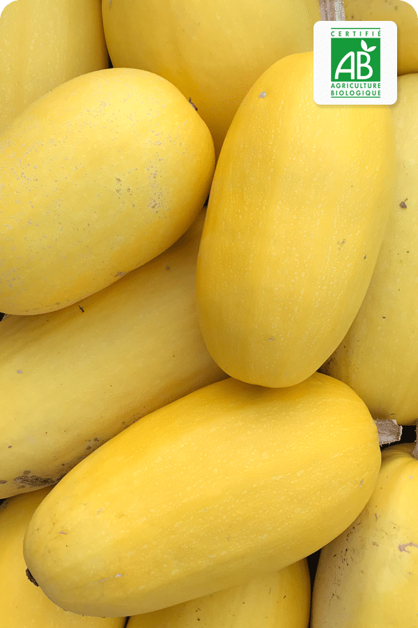 courge-spaghetti-bio