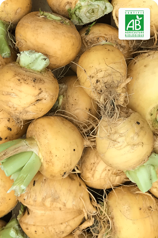 navet-jaune-bio