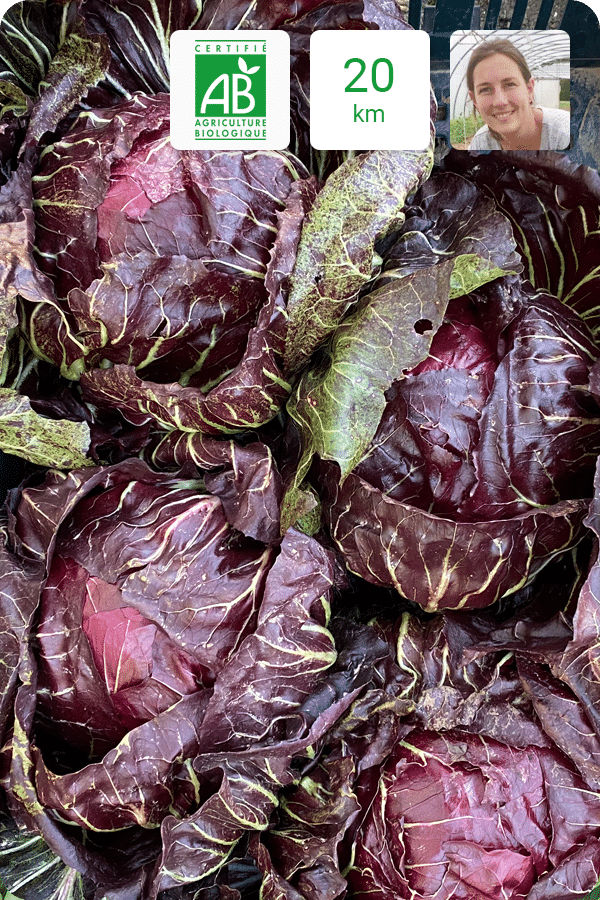 chicoree-chioggia-bio