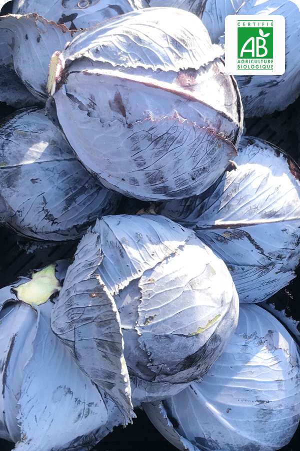 chou-rouge-bio