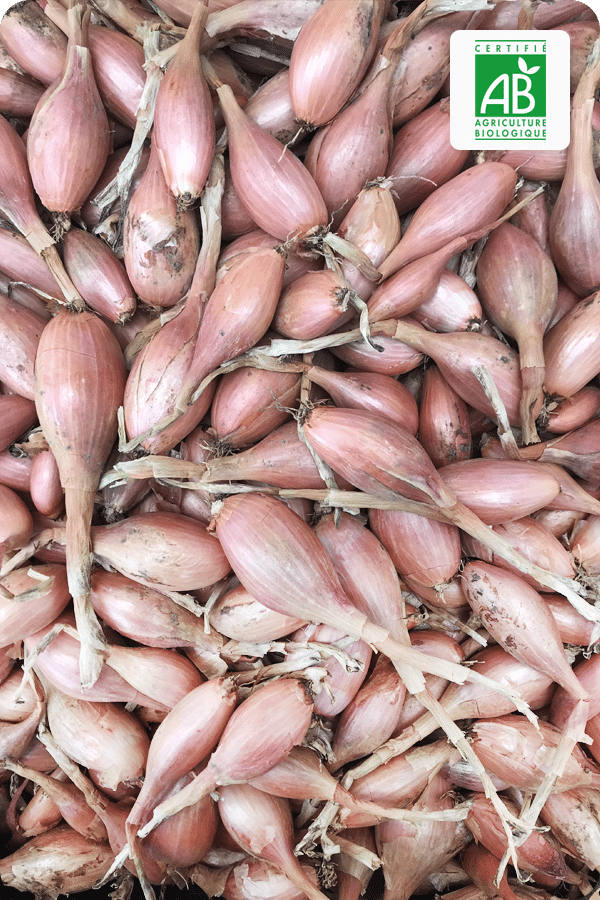 echalote-bio